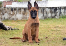 TITAN 270x191 - Polícia divulga nomes escolhidos para os cães do Canil do Bope