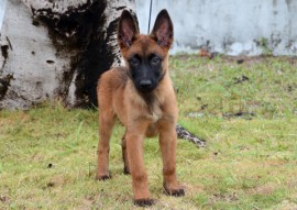 VÊNUS 270x191 - Polícia divulga nomes escolhidos para os cães do Canil do Bope