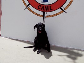 bombeiros recebe mais um integrante do canil 3 270x202 - Corpo de Bombeiros recebe filhote de Labrador Retriever para o Canil da Corporação