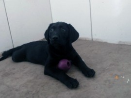 bombeiros recebe mais um integrante do canil 4 270x202 - Corpo de Bombeiros recebe filhote de Labrador Retriever para o Canil da Corporação