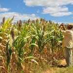 plantação sorgo emepa