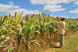 plantação sorgo emepa 270x179 - Governo entrega sementes de sorgo aos agricultores do Semiárido