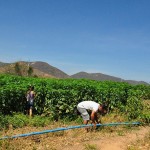 11.02.15 agricultores_nazarezinho_comecam_venda_deprodutosa (3)