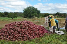 Bata doce Conceição  270x179 - Produtores de batata doce do Vale do Piancó visitam Agrocentro de Patos