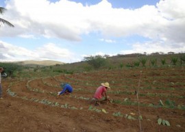 palmaemumbuzxeiro 270x193 - Governo do Estado capacita criadores e distribui raquetes de palma forrageira no Cariri