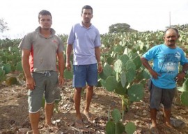 palmumbuzeiro 270x193 - Governo do Estado capacita criadores e distribui raquetes de palma forrageira no Cariri