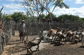 DSC 1577 270x179 - Governo apoia criador de cabras que se tornou referência no Cariri