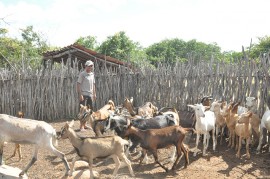 DSC 1585 270x179 - Governo apoia criador de cabras que se tornou referência no Cariri