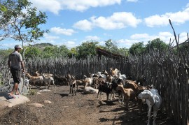 DSC 1606 270x179 - Governo apoia criador de cabras que se tornou referência no Cariri