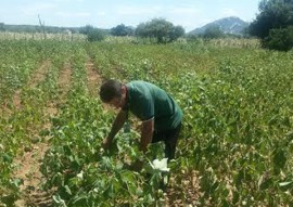 Emater testa algodao herbaceo no sertao foto assessoria da emater 2 270x191 - Paraíba testa produção de algodão herbáceo orgânico no Sertão