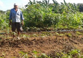 agricultores do tarifa verde produzem mesmo com a estiagem 1 270x191 - Agricultores beneficiários do Tarifa Verde produzem alimentos