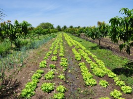 PAA Sousa DSC 0351 c 270x202 - Agricultores assistidos pela Emater comercializam R$ 3,3 milhões ao Programa de Aquisição de Alimentos