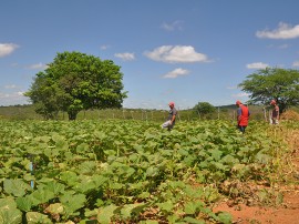 PAA SousaC 270x202 - Agricultores assistidos pela Emater comercializam R$ 3,3 milhões ao Programa de Aquisição de Alimentos