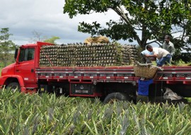 emater cultivo de abacaxi suconor em SAPE 2 270x191 - Governo incentiva cultivo da cultura de abacaxi na Paraíba