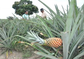 emater cultivo de abacaxi suconor em SAPE 3 270x191 - Governo incentiva cultivo da cultura de abacaxi na Paraíba