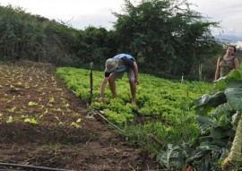 07.07.15 emater inclusão social na agricultura familiar foto emater 4 270x191 - Governo incentiva agricultura familiar e garante inclusão social de agricultores