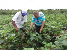 Algodão S 270x202 - Governo prepara Dia de Campo sobre algodão colorido e artesanato