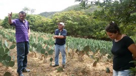 Catolé palma2 28 07 270x151 - Técnicos ensinam agricultor a produzir e usar defensivos naturais em Catolé do Rocha