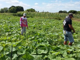 agrucultura familiar 1 270x202 - Governo lança Plano de Fortalecimento de Comercialização da Agricultura Familiar em Picuí nesta quinta-feira