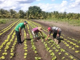 agrucultura familiar 3 270x202 - Governo lança Plano de Fortalecimento de Comercialização da Agricultura Familiar em Picuí nesta quinta-feira