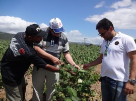 4 algodao 21 08 270x202 - Governo realiza Dia de Campo para estimular produção de algodão colorido