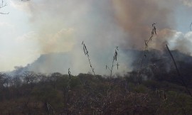 florestal2 270x162 - Bombeiros combatem 155 incêndios em julho e alertam para risco de queimadas