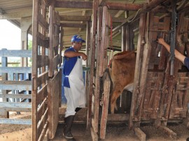 15.09.15 emepa realiza teste prognie gadosindi aumenta 1 270x202 - Emepa realiza teste Progênie em gado Sindi para aumentar a produção de leite