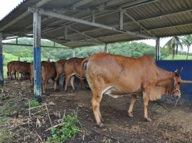 15.09.15 emepa realiza teste prognie gadosindi aumenta 2 270x202 - Emepa realiza teste Progênie em gado Sindi para aumentar a produção de leite