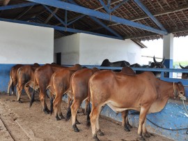 DSC 0697 gado Sindi 270x202 - Governo realiza leilão de gado durante exposição de animais na Capital