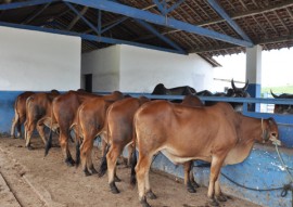 Emepa leilao gado Sindi 270x191 - Emepa realiza leilão de 48 animais das raças Gir, Guzerá e Sindi neste sábado