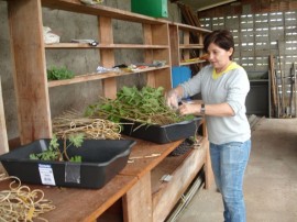 FOTO 3 NÚCLEO DE PLANTAS MEDICINAIS E AROMÁTICAS ÁREA DE APOIO 270x202 - Governo estimula produção de plantas medicinais e aromáticas em Lagoa Seca