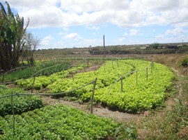 Pnae 3 Gotejamento 270x202 - Agricultores paraibanos comercializam produtos ao Pnae apesar da estiagem