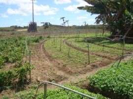 Pnae 5 270x202 - Agricultores paraibanos comercializam produtos ao Pnae apesar da estiagem