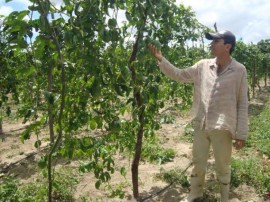 Pnae Picui 4 Gotejamento 270x202 - Agricultores paraibanos comercializam produtos ao Pnae apesar da estiagem