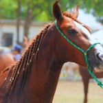 feira agropecuaria (2)