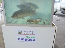 pis376 1 270x202 - Empasa leva ações para a 48ª Feira de Agronegócio no Parque de Exposições