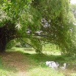 Acesso ao passeio nas trilhas do Jardim Botânico_1