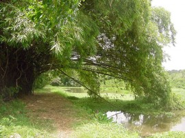 Acesso ao passeio nas trilhas do Jardim Botânico_1