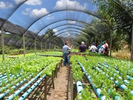 DSC 1169 hidroponia 270x202 - Governo do Estado orienta agricultores sobre economizar água usando sistema hidropônico