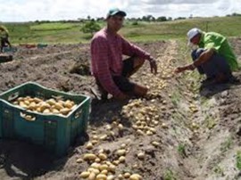 batatinha 270x202 - Governo do Estado incentiva produção de batatinha na Paraíba