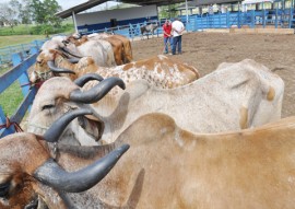 emepa leilao bovino foto joao francisco 1 270x191 - Paraíba registra maior crescimento de rebanho bovino do Nordeste, revela IBGE