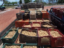 reabertura frigorífico esperança 1 270x202 - Governo reabre frigorífico de Esperança beneficiando produtores de batatinha