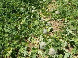 Melão 2 270x202 - Cultivo de hortaliças incentiva agricultura familiar em Nazarezinho