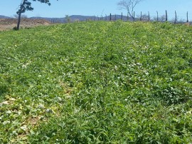 melão 1 270x202 - Cultivo de hortaliças incentiva agricultura familiar em Nazarezinho