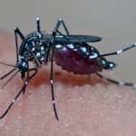 mosquito da dengue aedes aegypti ms