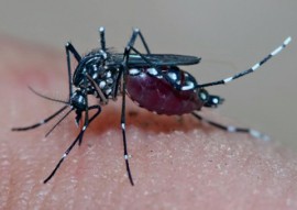 mosquito da dengue aedes aegypti ms 270x191 - Governo do Estado capacita militares do Exército para combate ao Aedes nas cidades do interior