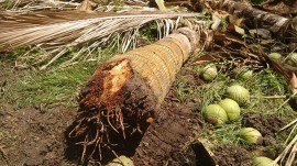 20160112055604 3coco sousa 270x151 - Combate agroecológico às pragas que ameaçam coqueirais obtém resultados positivos em Sousa