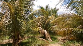 20160112055604coco sousa 270x151 - Combate agroecológico às pragas que ameaçam coqueirais obtém resultados positivos em Sousa