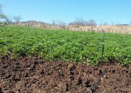 Nazarezinho familias mudam de vida cultivando hortaliças 1 270x191 - Governo do Estado incentiva agricultura familiar em Nazarezinho