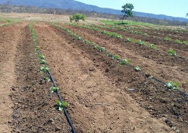 Nazarezinho familias mudam de vida cultivando hortaliças 21 270x191 - Governo do Estado incentiva agricultura familiar em Nazarezinho